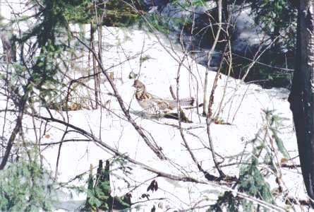 bird in snowy brush