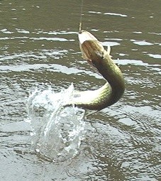 fish caught