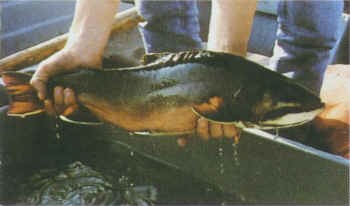 person holding a fish